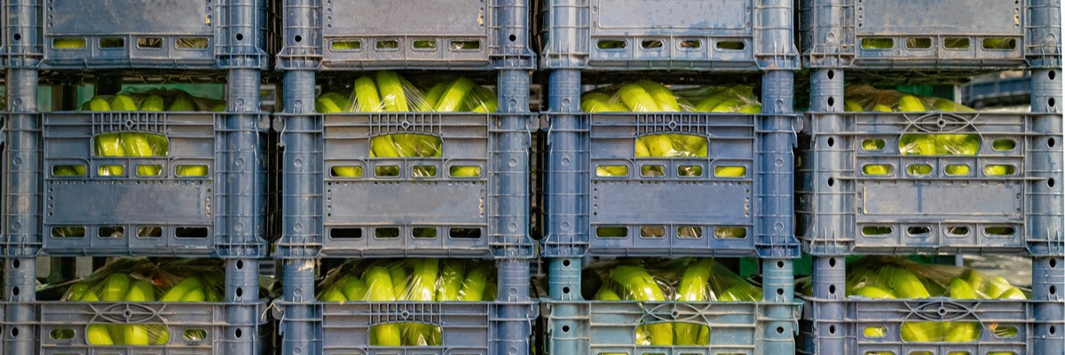 shipping-bananas-year-round-freightcenter