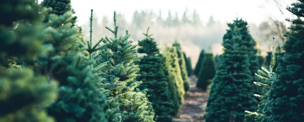 Shipping Christmas Trees