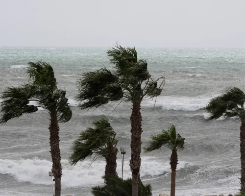 palm trees during a storm