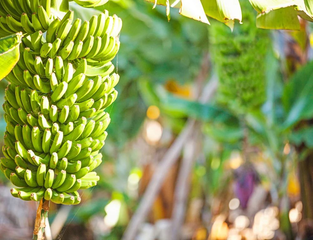 how-do-we-have-bananas-year-round-banana-bunch-on-plant