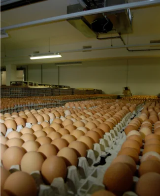 Cold Chain Logistics why choose eggs in cold storage