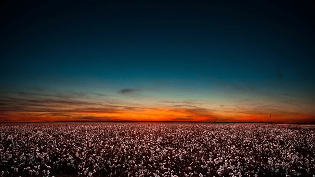 Lubbock Freight Shipping sunset at a cotton field near downtown Lubbock