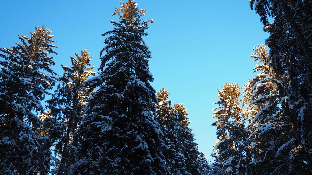 Snow covered Spruce trees in the morning sun.