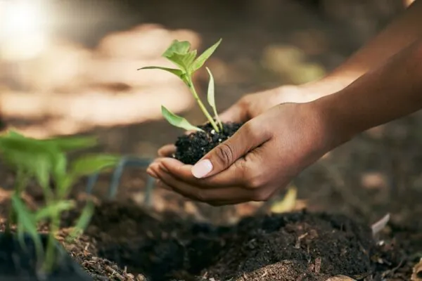 shipping soil