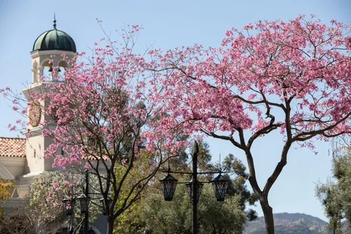 Blossoming trees outside the historic Thousand Oaks