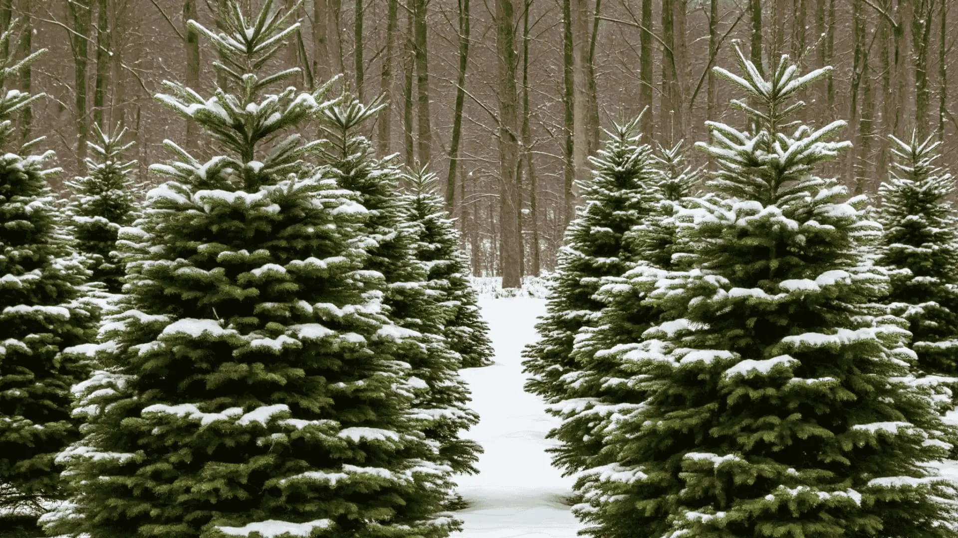 christmas trees growing in a forest