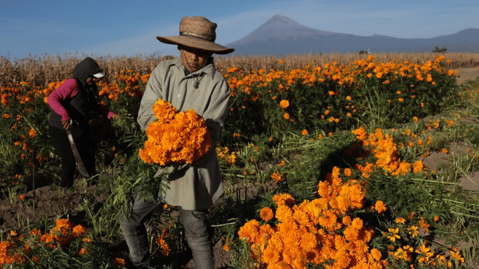 workers in field harvesting orange flowers