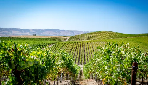 Napa Valley greenery and rolling hills