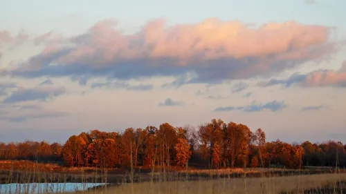 forest preserve view in the fall