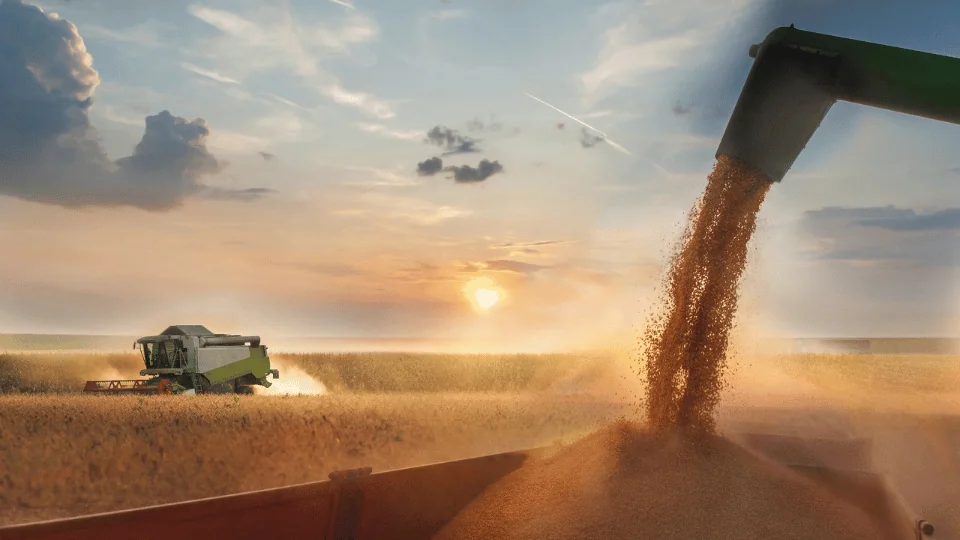 harvester collecting grain while plow rolls down field during sunrise