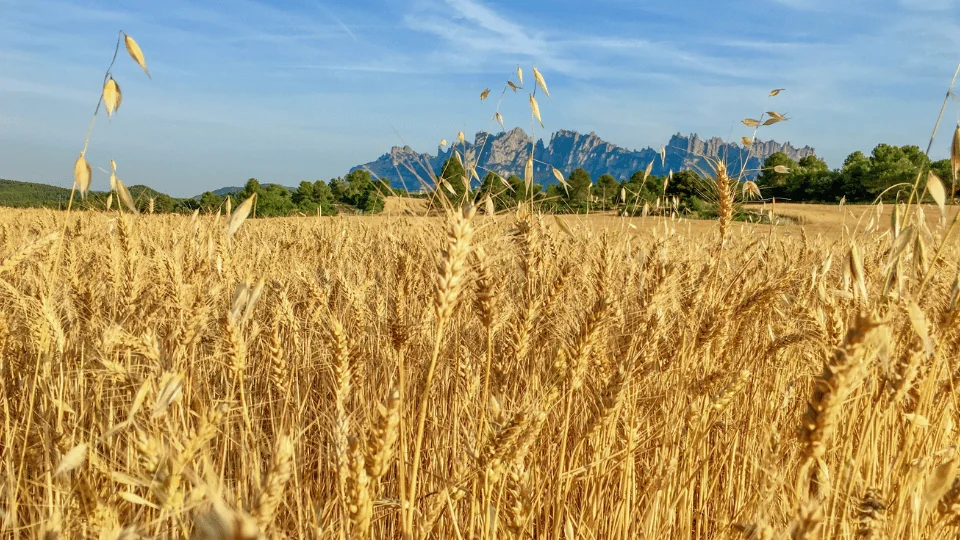 golden wheat field with mountains in the distance