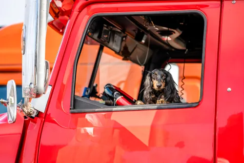 Fluffy Truckers: Bringing Pets Along On The Road