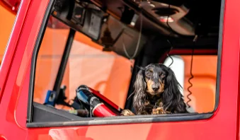 Fluffy Truckers: Brining Pets Along On The Road