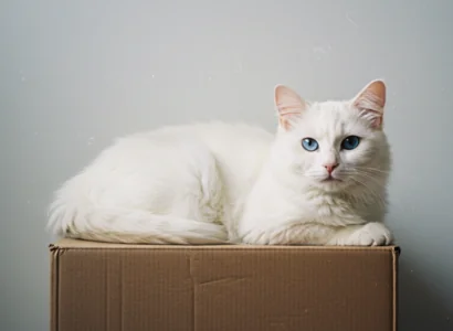 white cat sitting on a cardboard box